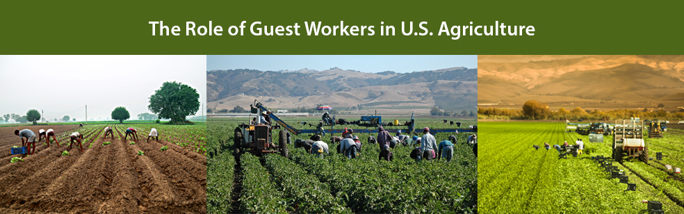The Role of Guest Workers in U.S. Agriculture